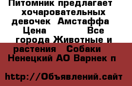 Питомник предлагает 2-хочаровательных девочек  Амстаффа › Цена ­ 25 000 - Все города Животные и растения » Собаки   . Ненецкий АО,Варнек п.